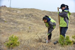 志愿者种植樟子松 Volunteer planting pines